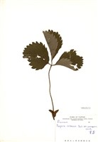 藏品(草莓)的圖片